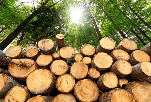 timber-related